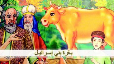 قصة بقرة بني إسرائيل
